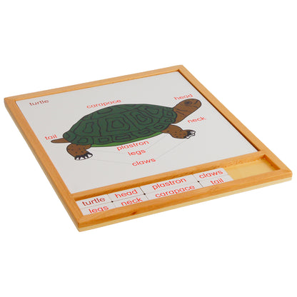 Parts of Animals – Turtle, Custom Text, Bilingual, Monolingual
