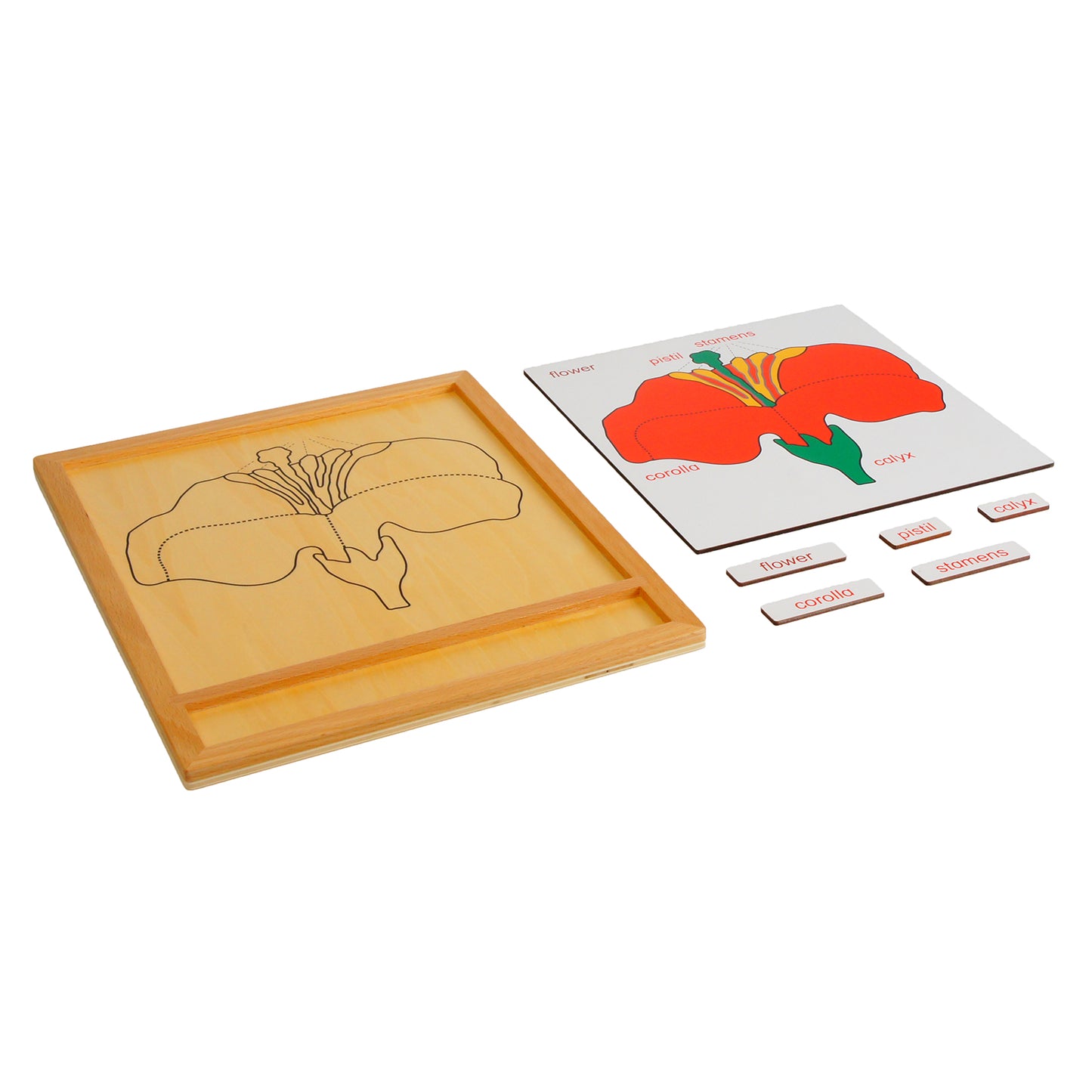 Parts of Plants - Flower, Custom Text, Bilingual, Monolingual