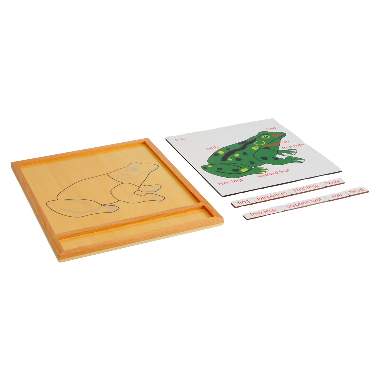 Parts of Animals - Frog, Custom Text, Bilingual, Monolingual