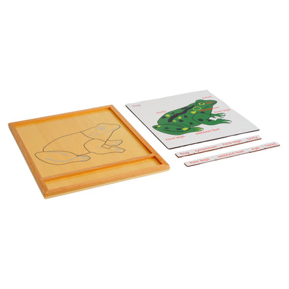 Parts of Animals - Frog, Custom Text, Bilingual, Monolingual