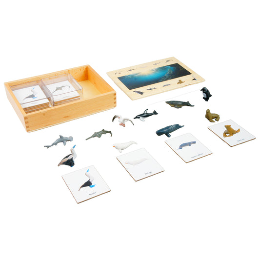Ecosystem – Marine Animals, Custom Text, Bilingual, Monolingual