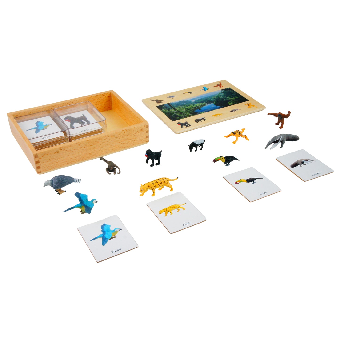 Écosystème – Animaux de la forêt tropicale, texte personnalisé, bilingue, monolingue