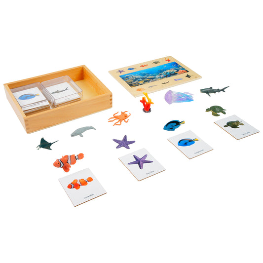 Ecosystem – Coral Reef Animals, Custom Text, Bilingual, Monolingual