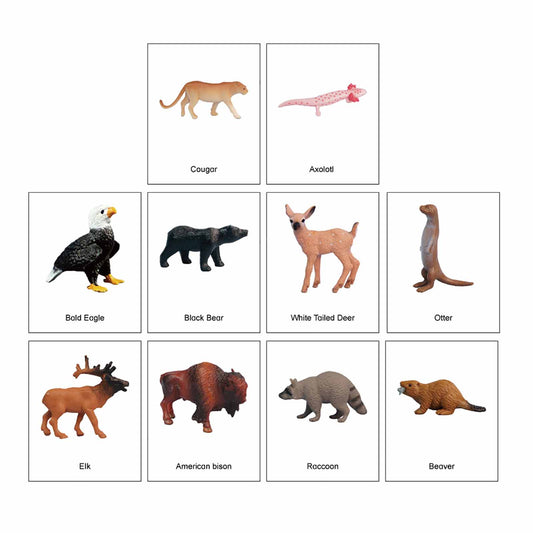 Mini-animaux continentaux – Amérique du Nord, texte personnalisé, bilingue, monolingue