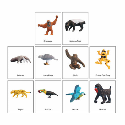 Écosystème – Animaux de la forêt tropicale, texte personnalisé, bilingue, monolingue