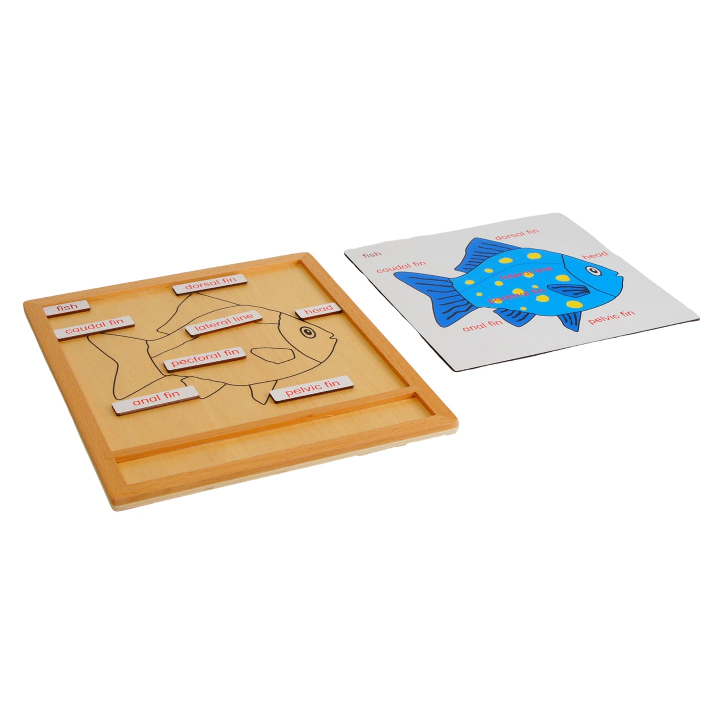 Parts of Animals - Fish, Custom Text, Bilingual, Monolingual