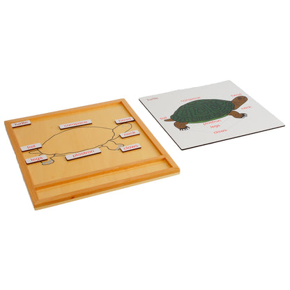 Parts of Animals – Turtle, Custom Text, Bilingual, Monolingual