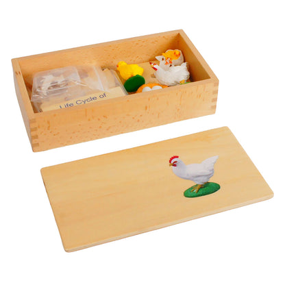 Life Cycle- Chicken, Custom Text, Bilingual, Monolingual