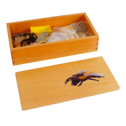 Life Cycle- Honey Bee, Custom Text, Bilingual, Monolingual