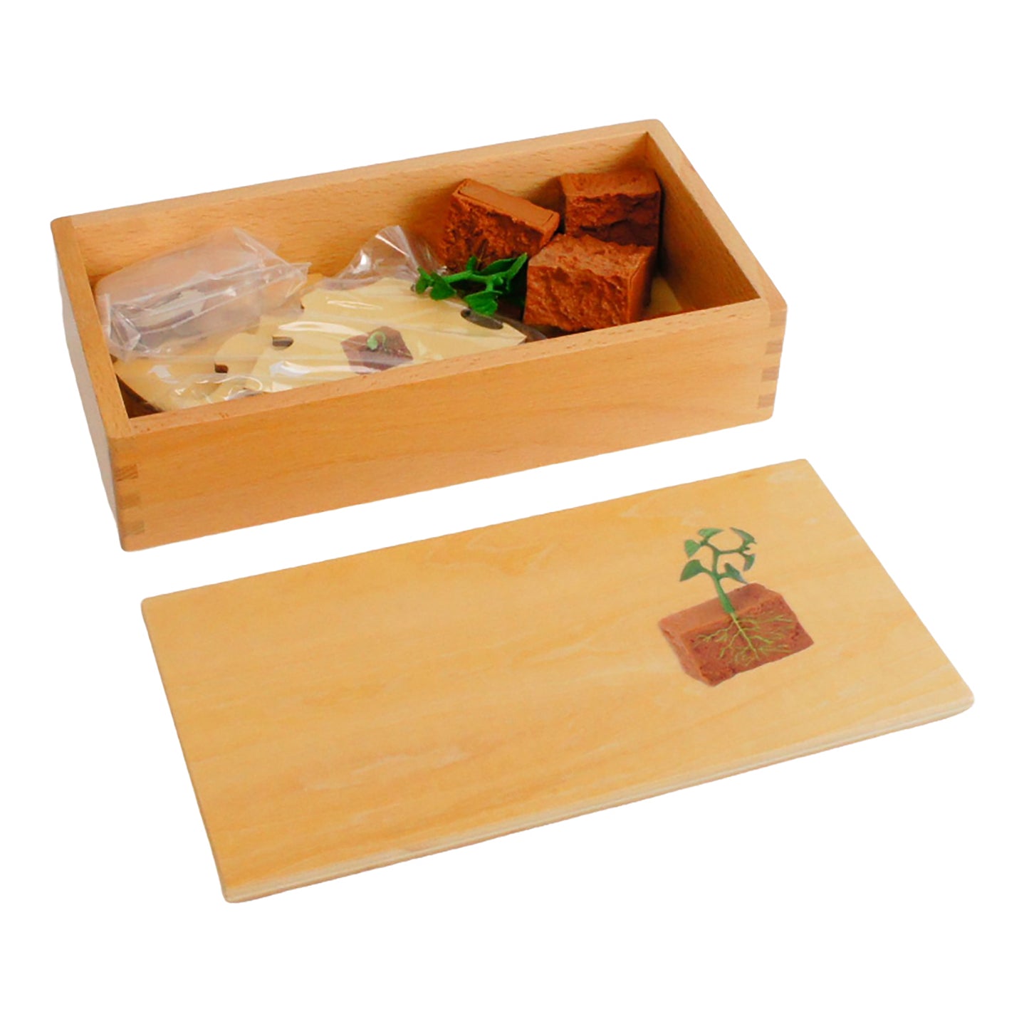 Life Cycle- Bean Plant, Custom Text, Bilingual, Monolingual