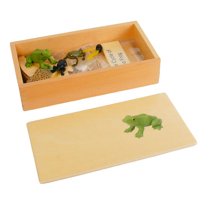 Life Cycle- Frog, Custom Text, Bilingual, Monolingual