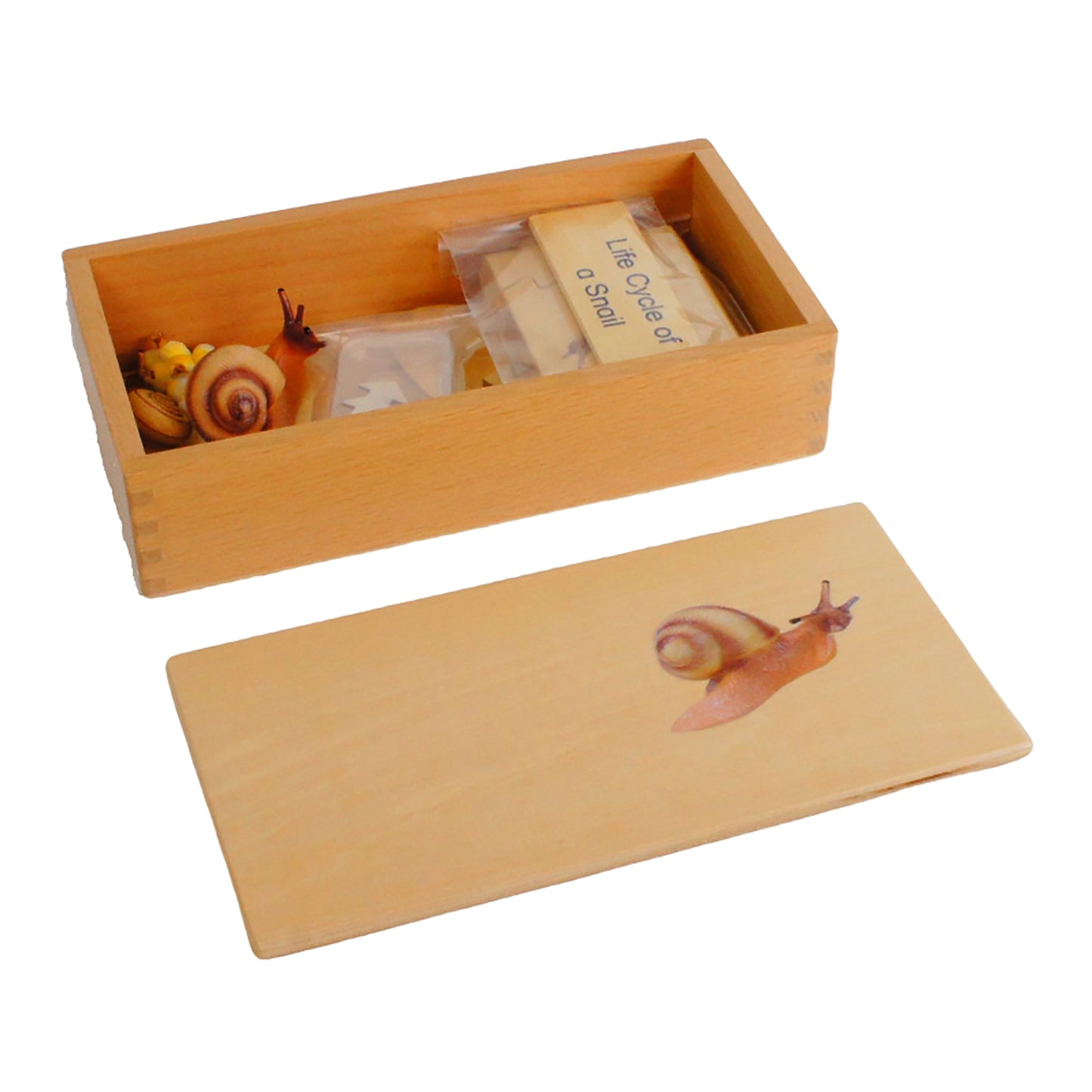 Life Cycle- Snail, Custom Text, Bilingual, Monolingual