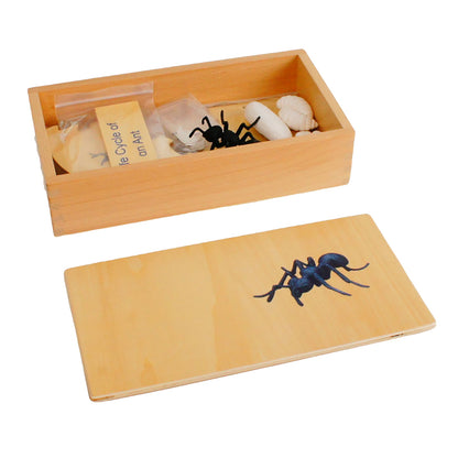 Life Cycle- Ant, Custom Text, Bilingual, Monolingual