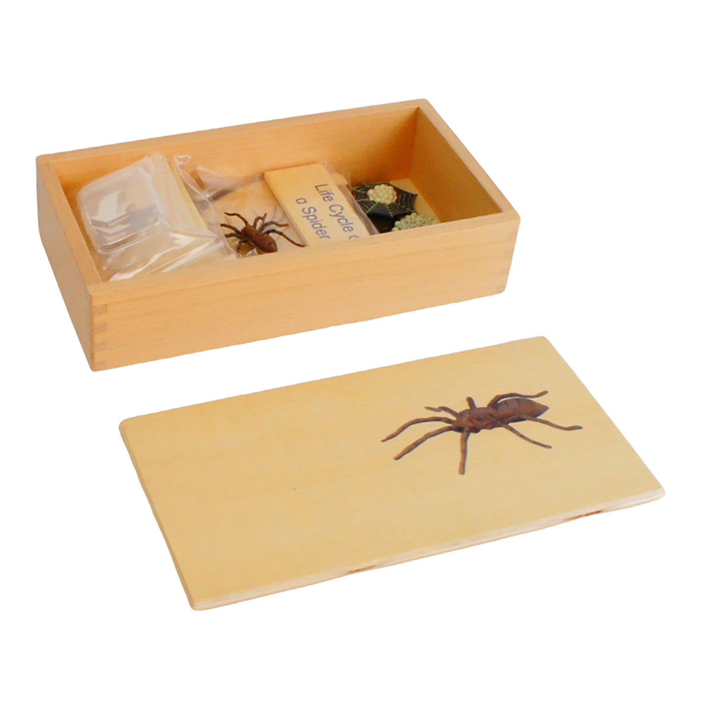 Life Cycle- Spider, Custom Text, Bilingual, Monolingual