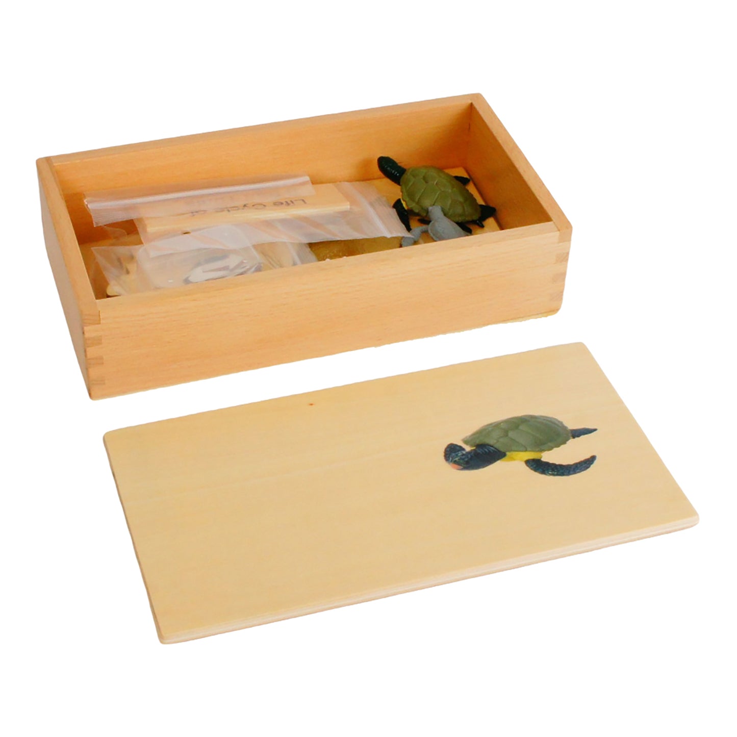 Life Cycle- Sea Turtle, Custom Text, Bilingual, Monolingual