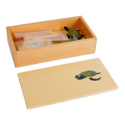 Life Cycle- Sea Turtle, Custom Text, Bilingual, Monolingual