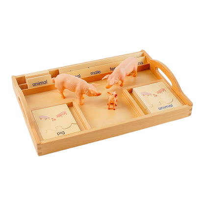 Animal Family- Pig， Custom Text，Bilingual，Monolingual