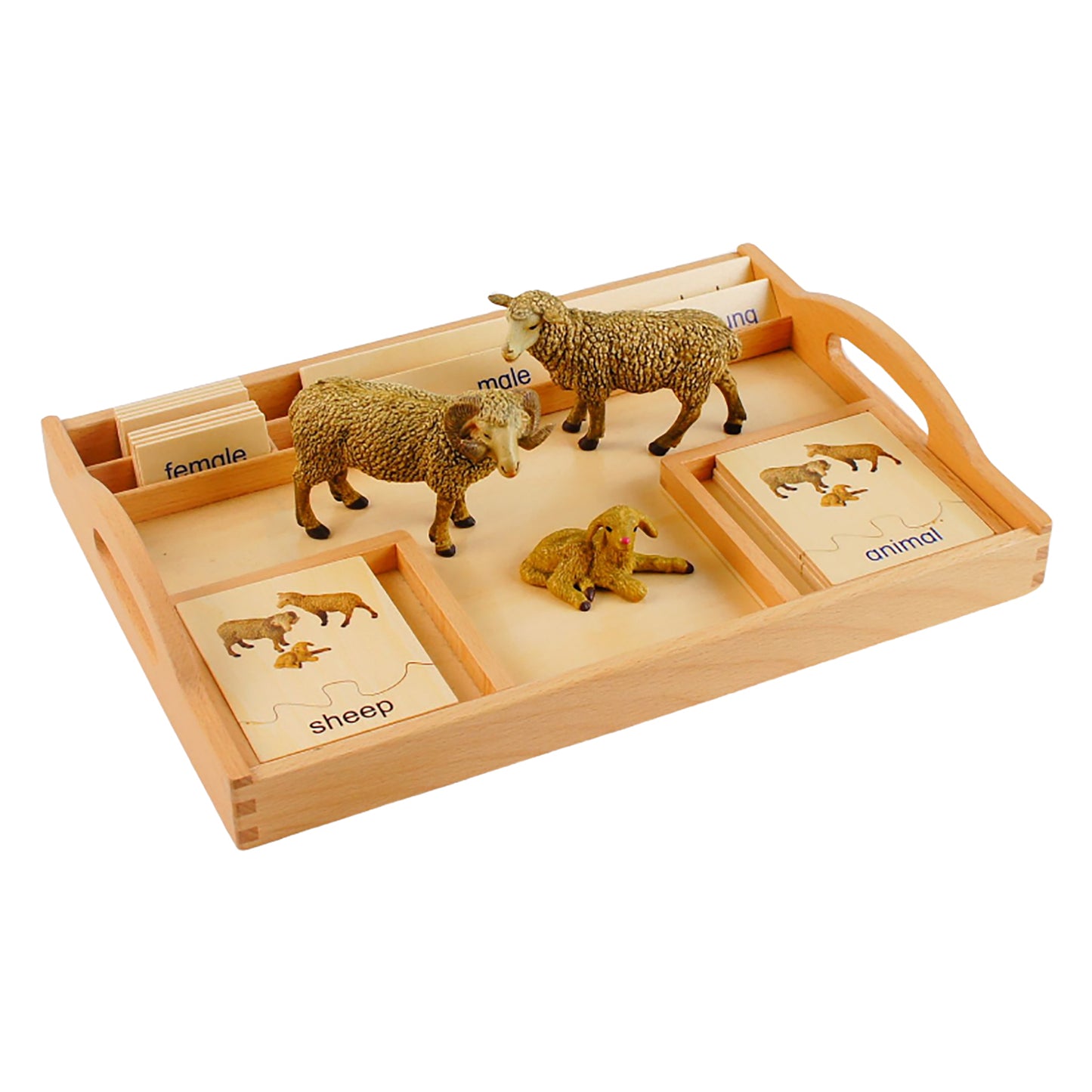 Animal Family- Sheep， Custom Text，Bilingual，Monolingual