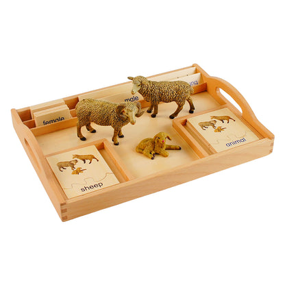 Animal Family- Sheep， Custom Text，Bilingual，Monolingual