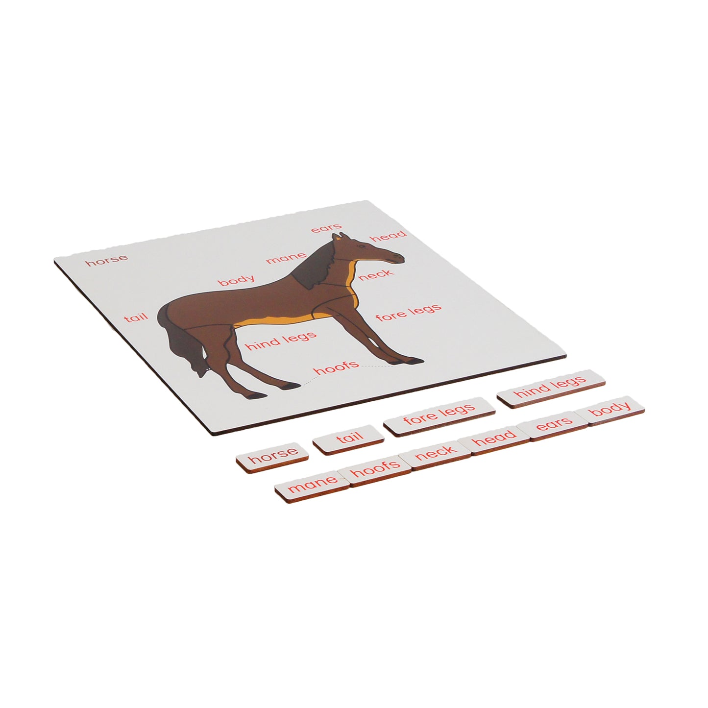 Parts of Animals - Horse, Custom Text, Bilingual, Monolingual