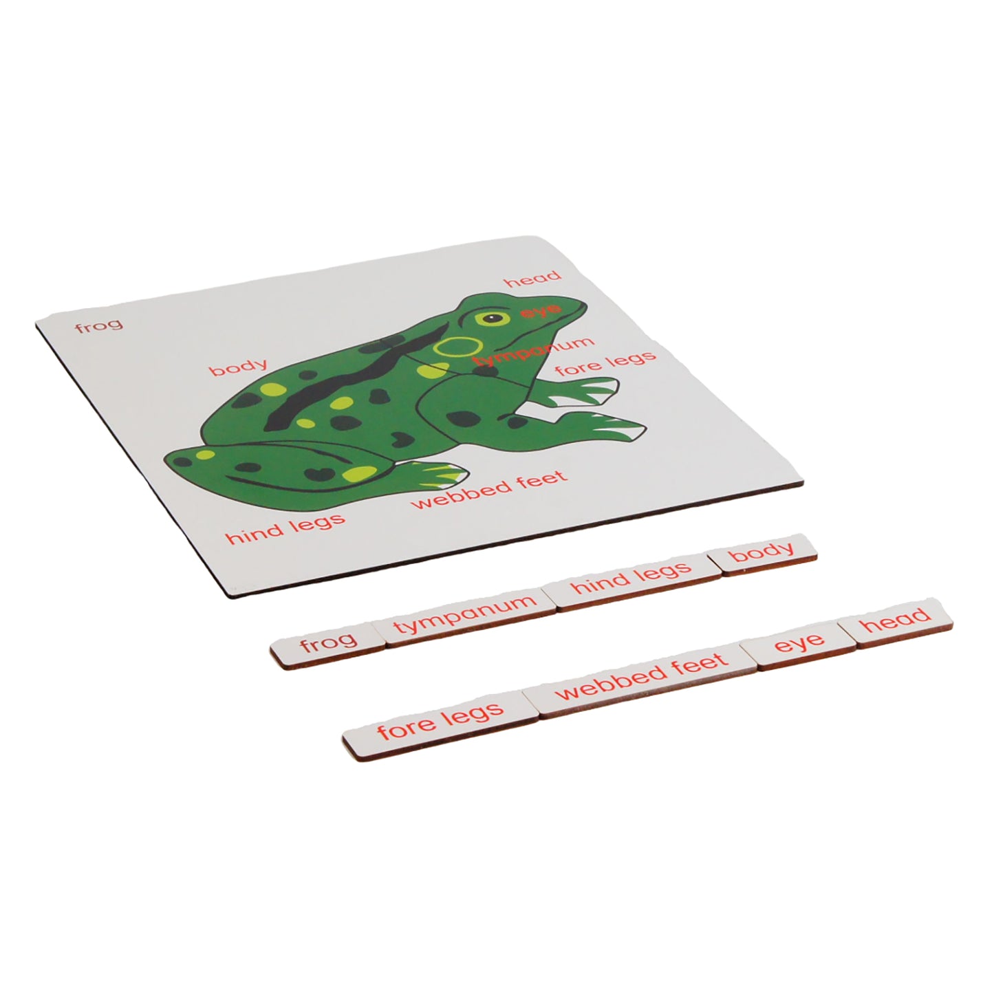 Parts of Animals - Frog, Custom Text, Bilingual, Monolingual