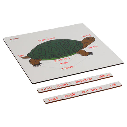 Parts of Animals – Turtle, Custom Text, Bilingual, Monolingual