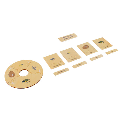 Life Cycle- Sea Turtle, Custom Text, Bilingual, Monolingual