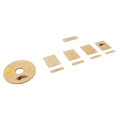 Life Cycle- Honey Bee, Custom Text, Bilingual, Monolingual