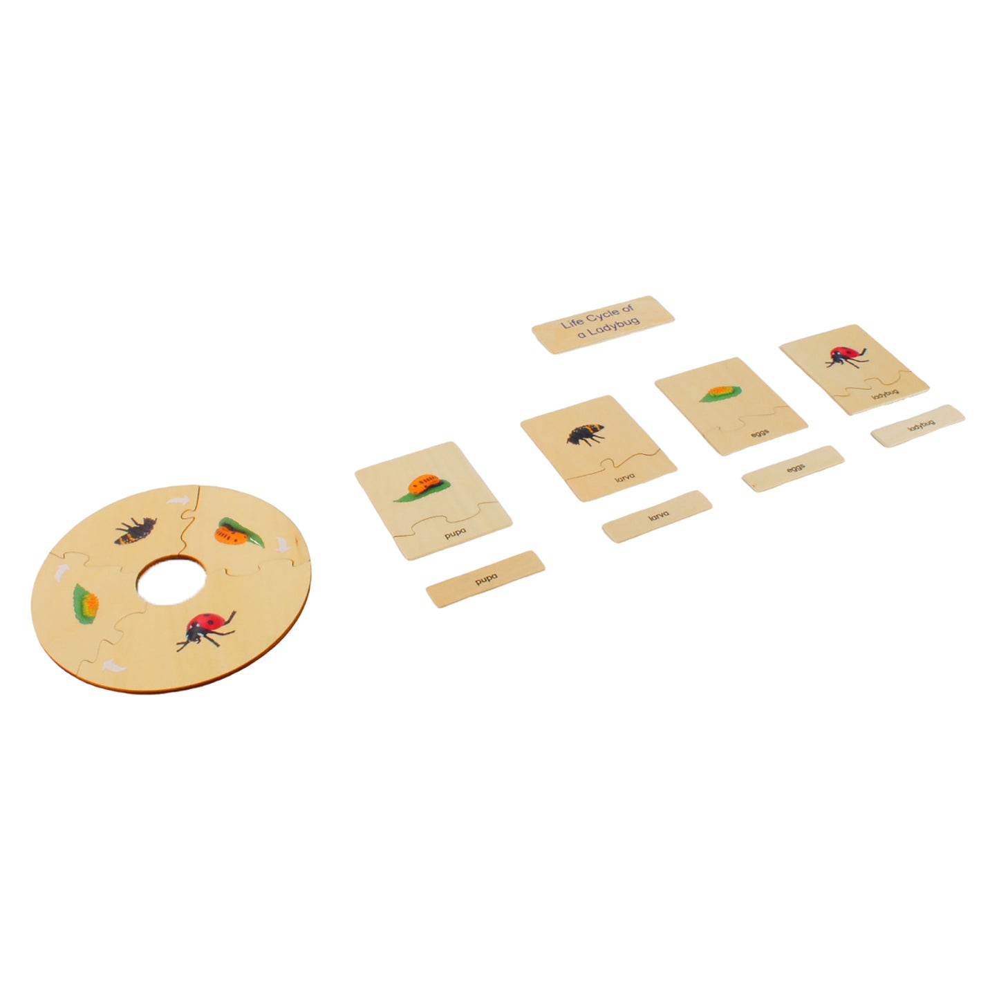 Cycle de vie - Coccinelle, texte personnalisé, bilingue, monolingue