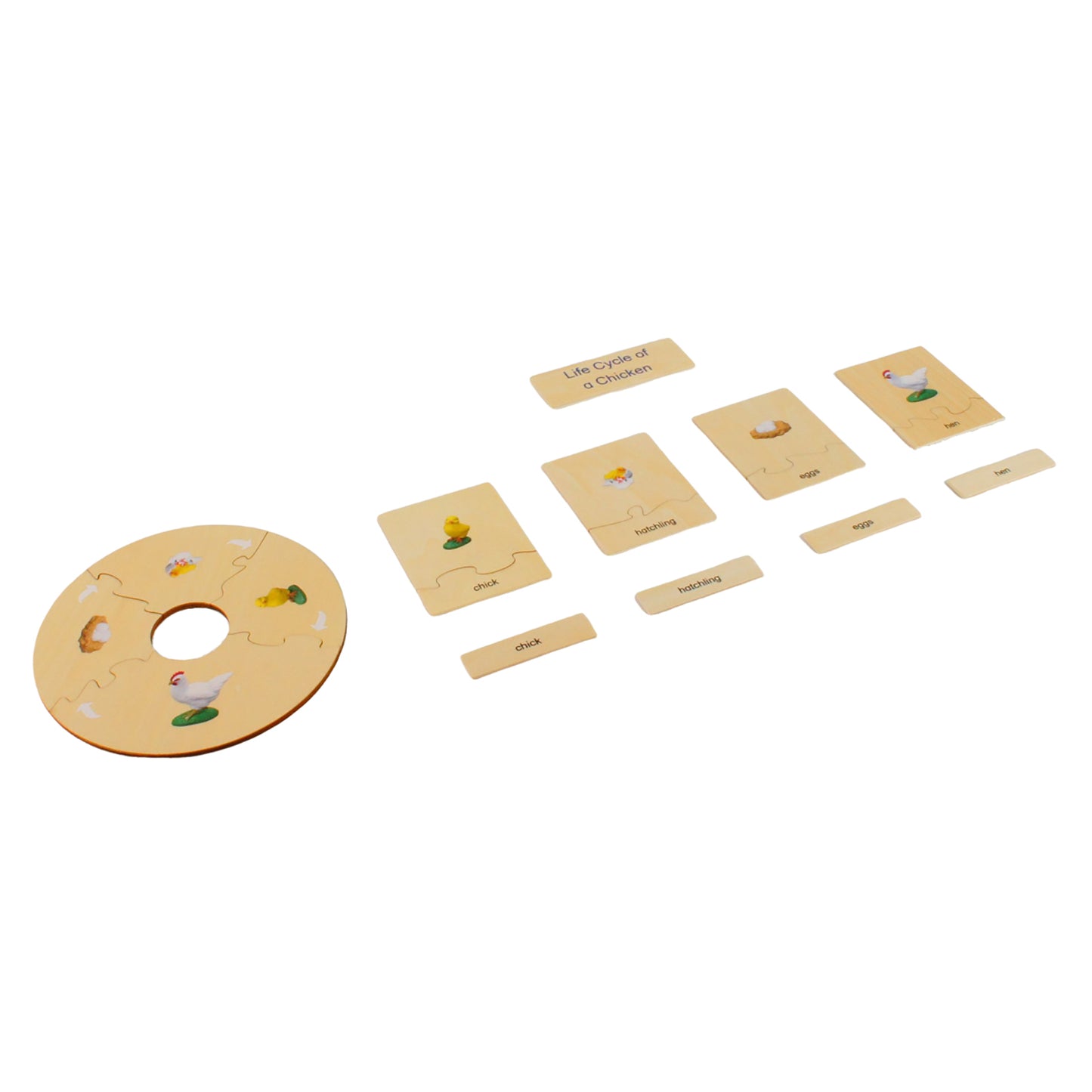 Life Cycle- Chicken, Custom Text, Bilingual, Monolingual