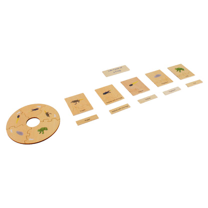 Life Cycle- Frog, Custom Text, Bilingual, Monolingual