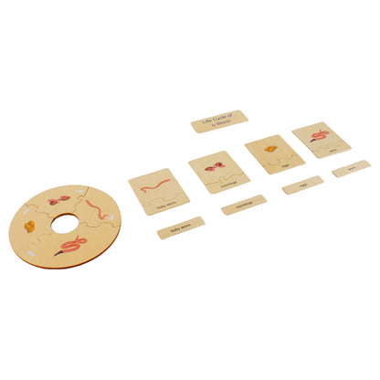 Life Cycle- Worm, Custom Text, Bilingual, Monolingual