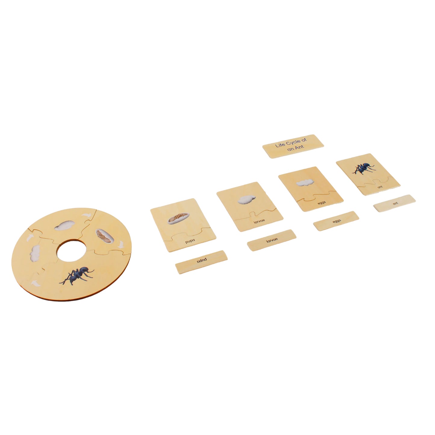 Life Cycle- Ant, Custom Text, Bilingual, Monolingual