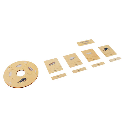 Life Cycle- Ant, Custom Text, Bilingual, Monolingual