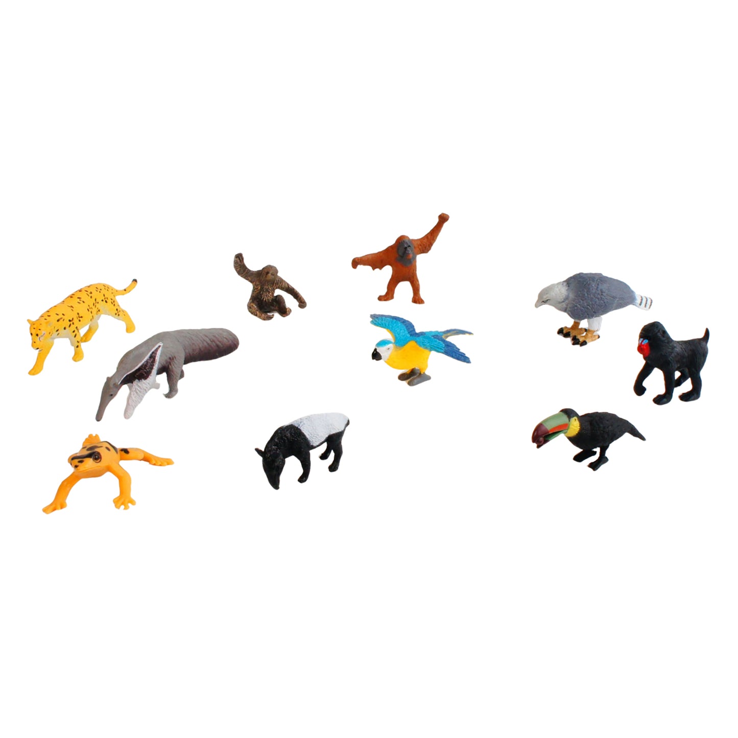 Écosystème – Animaux de la forêt tropicale, texte personnalisé, bilingue, monolingue
