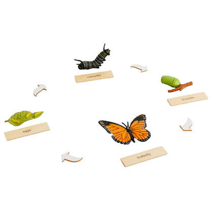 Life Cycle- Butterfly, Custom Text, Bilingual, Monolingual