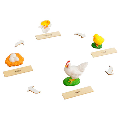 Life Cycle- Chicken, Custom Text, Bilingual, Monolingual