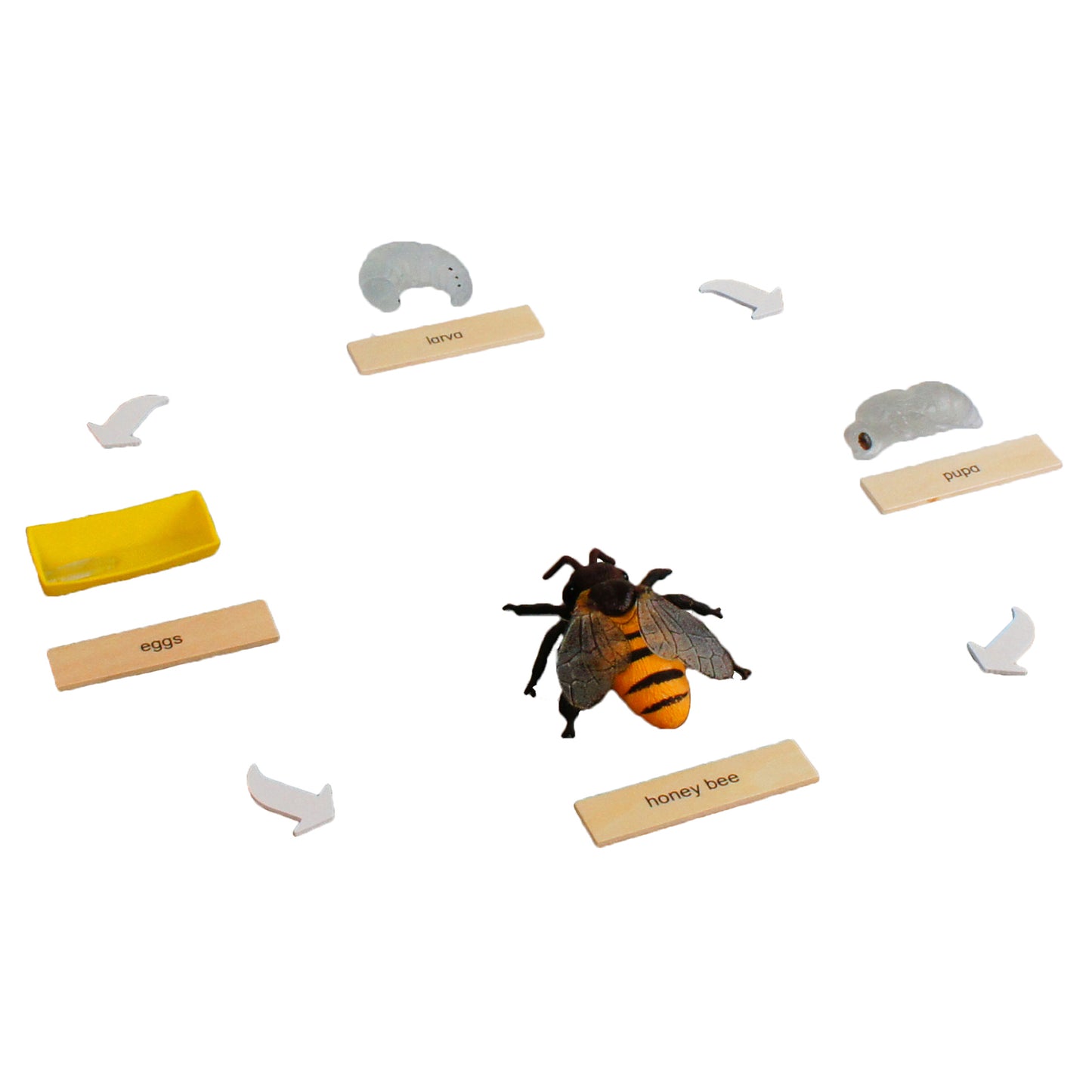 Life Cycle- Honey Bee, Custom Text, Bilingual, Monolingual