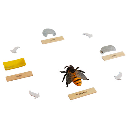 Life Cycle- Honey Bee, Custom Text, Bilingual, Monolingual