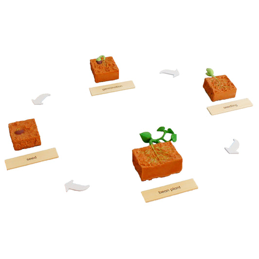 Life Cycle- Bean Plant, Custom Text, Bilingual, Monolingual