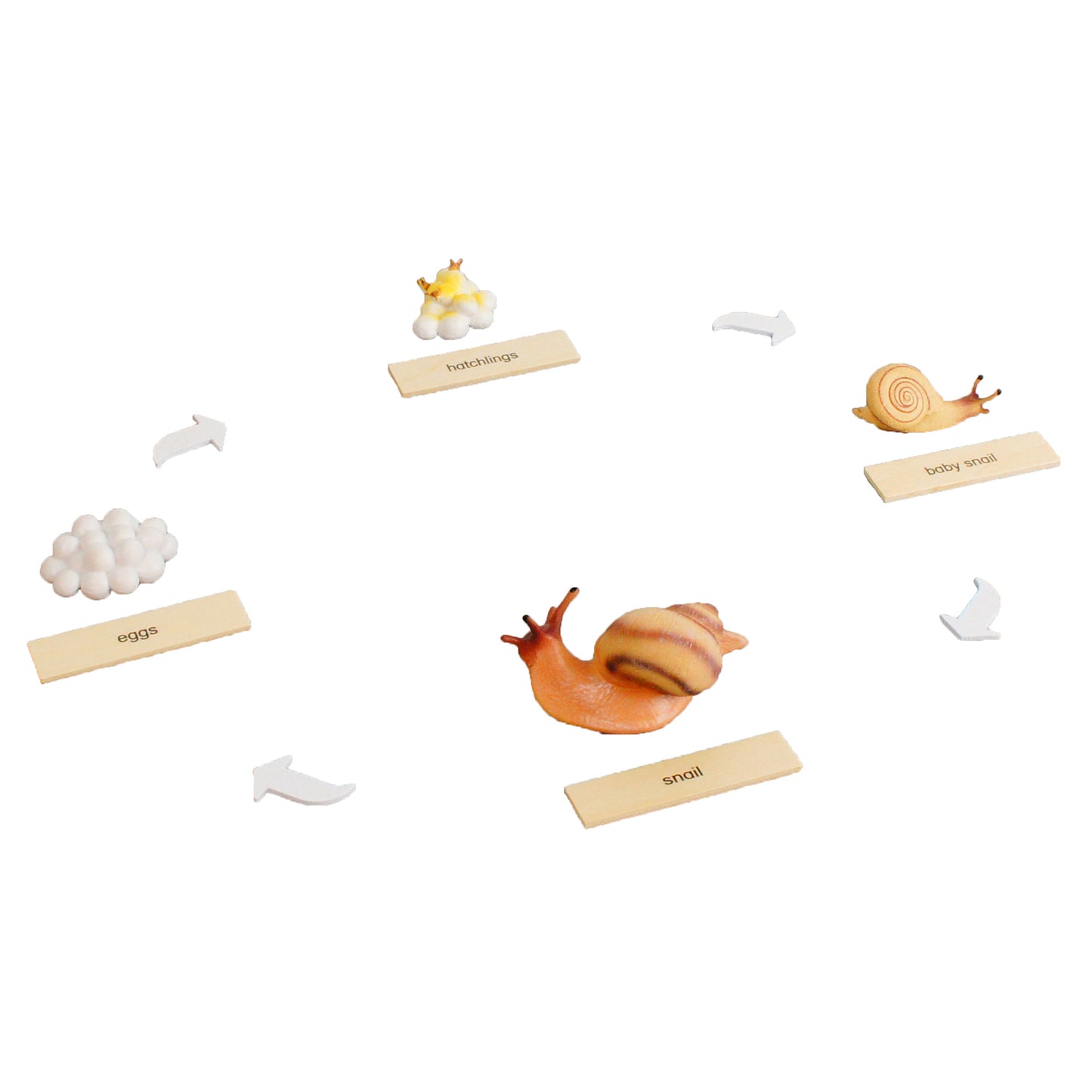 Life Cycle- Snail, Custom Text, Bilingual, Monolingual