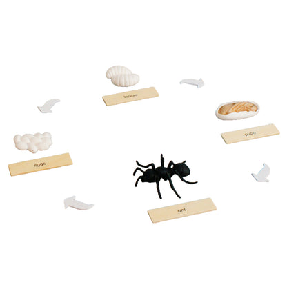 Life Cycle- Ant, Custom Text, Bilingual, Monolingual