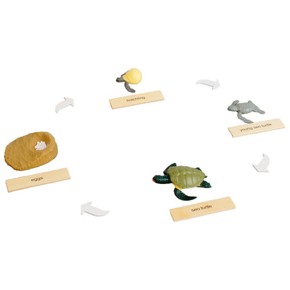 Life Cycle- Sea Turtle, Custom Text, Bilingual, Monolingual