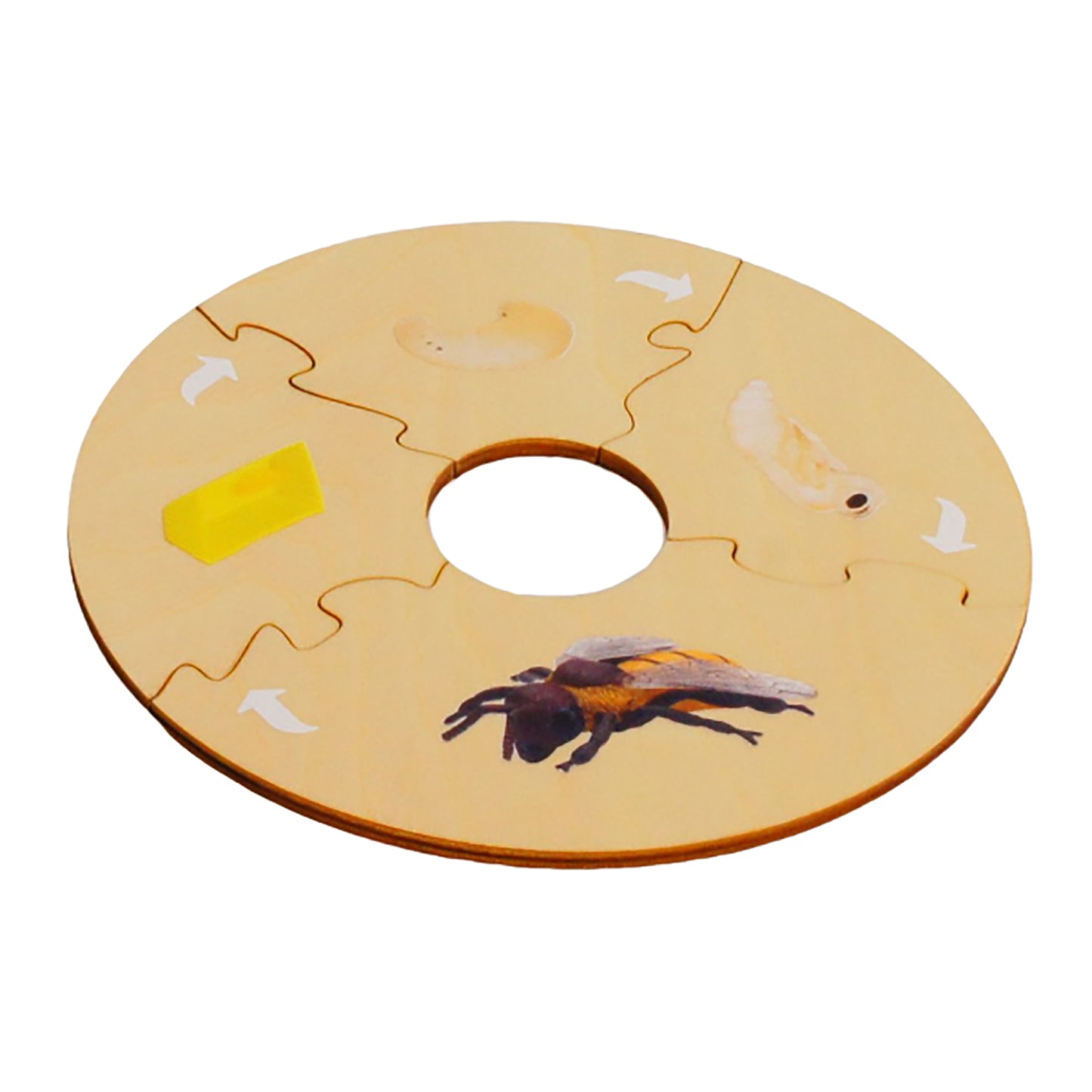 Life Cycle- Honey Bee, Custom Text, Bilingual, Monolingual