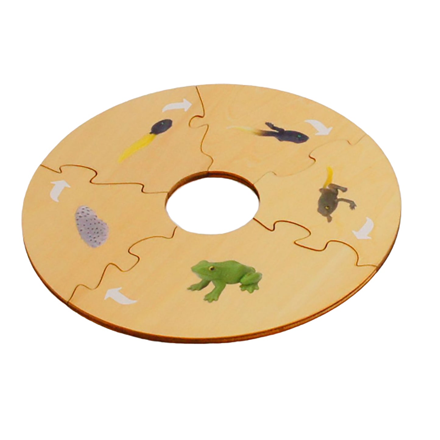 Life Cycle- Frog, Custom Text, Bilingual, Monolingual