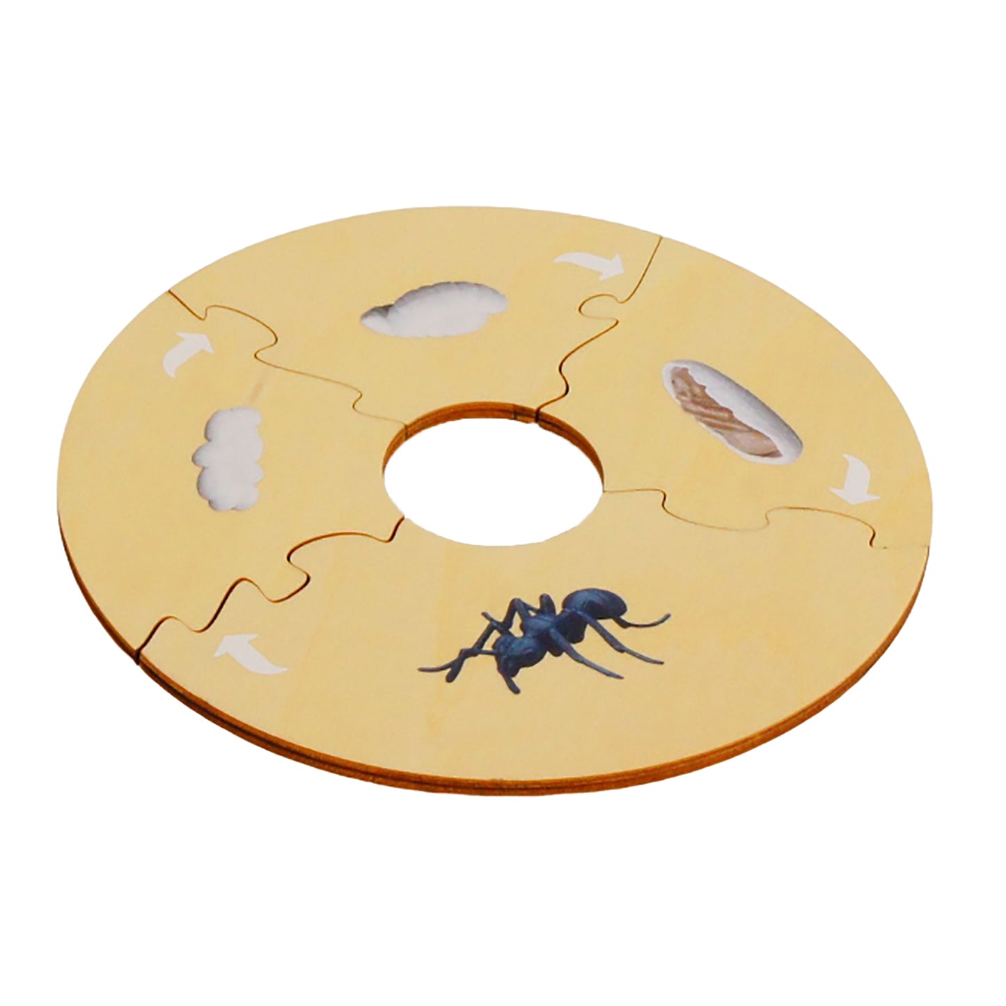 Life Cycle- Ant, Custom Text, Bilingual, Monolingual