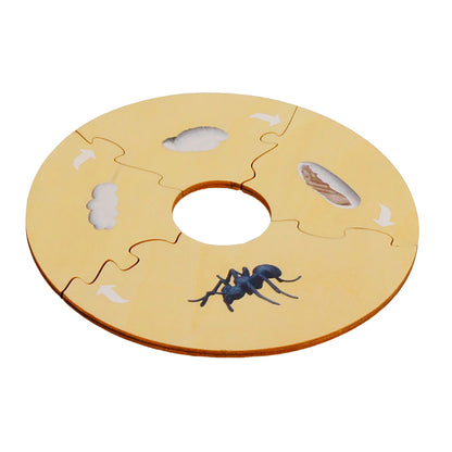 Life Cycle- Ant, Custom Text, Bilingual, Monolingual