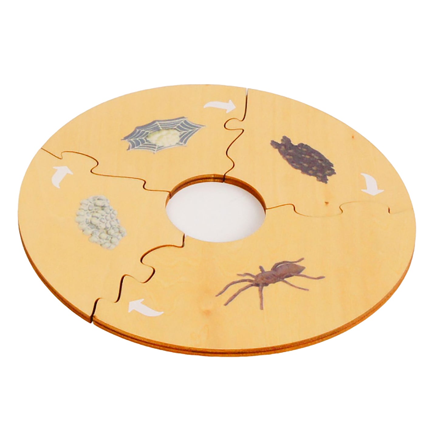 Life Cycle- Spider, Custom Text, Bilingual, Monolingual