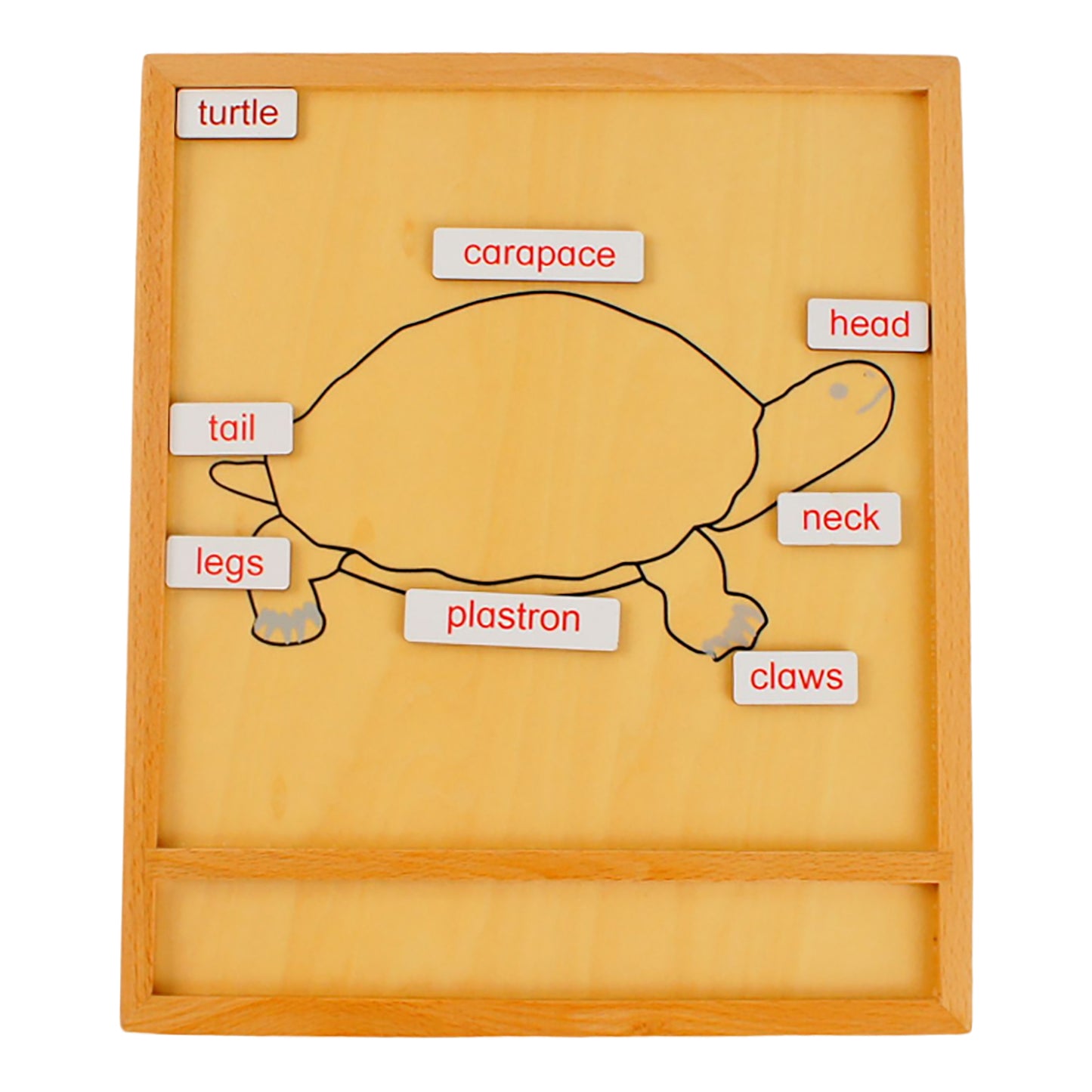 Parts of Animals – Turtle, Custom Text, Bilingual, Monolingual