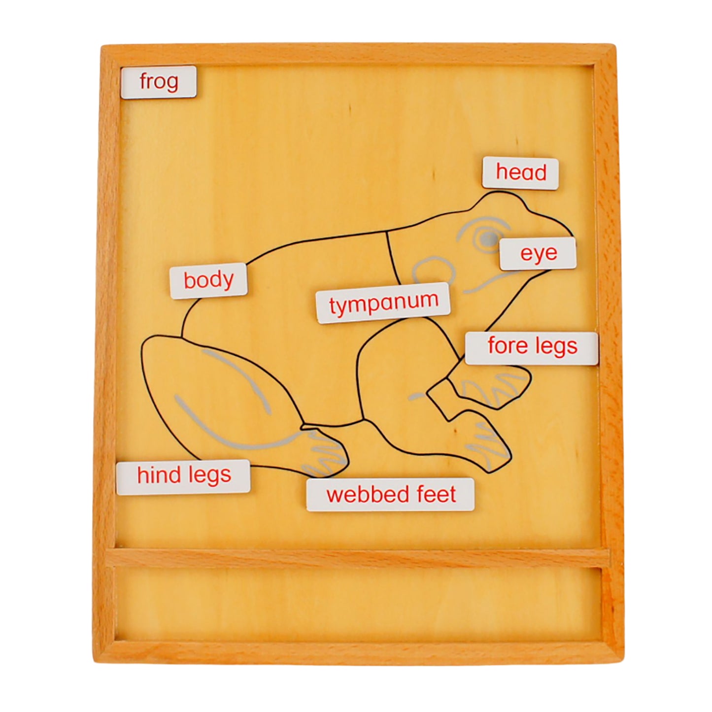 Parts of Animals - Frog, Custom Text, Bilingual, Monolingual